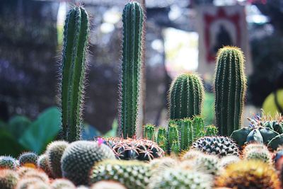 Close-up of cactus plant