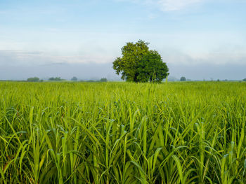 Scenic view of agricultural field against sky