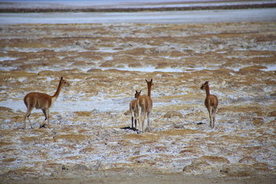 Flock of birds on beach