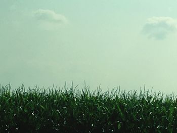 Crops growing on field against sky