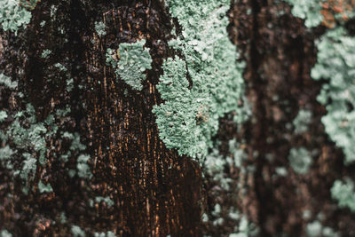 Close-up of lichen on tree trunk