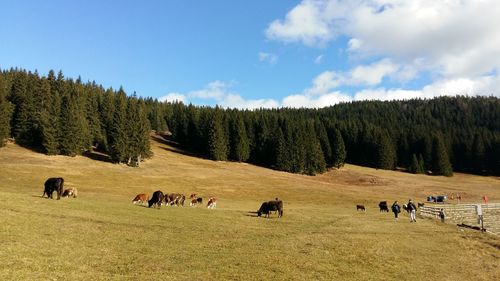 Panoramic view of cattle on landscape against sky