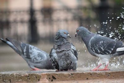 Close-up of three pigeons