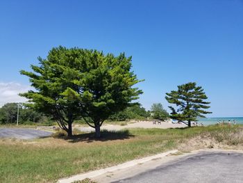 Trees on field by road against clear blue sky