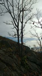 Bare trees on landscape against sky