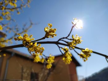 Low angle view of flowering plant against sky