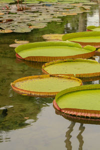 Water lilies in a lake