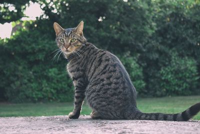 Portrait of cat