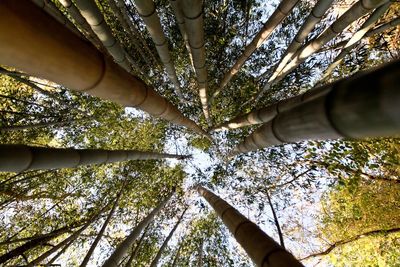 Low angle view of trees