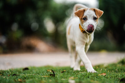 Portrait of dog running on field