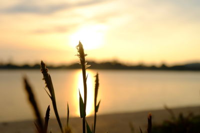 Close-up of grass against sunset