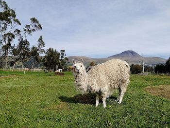 View of sheep on field against sky