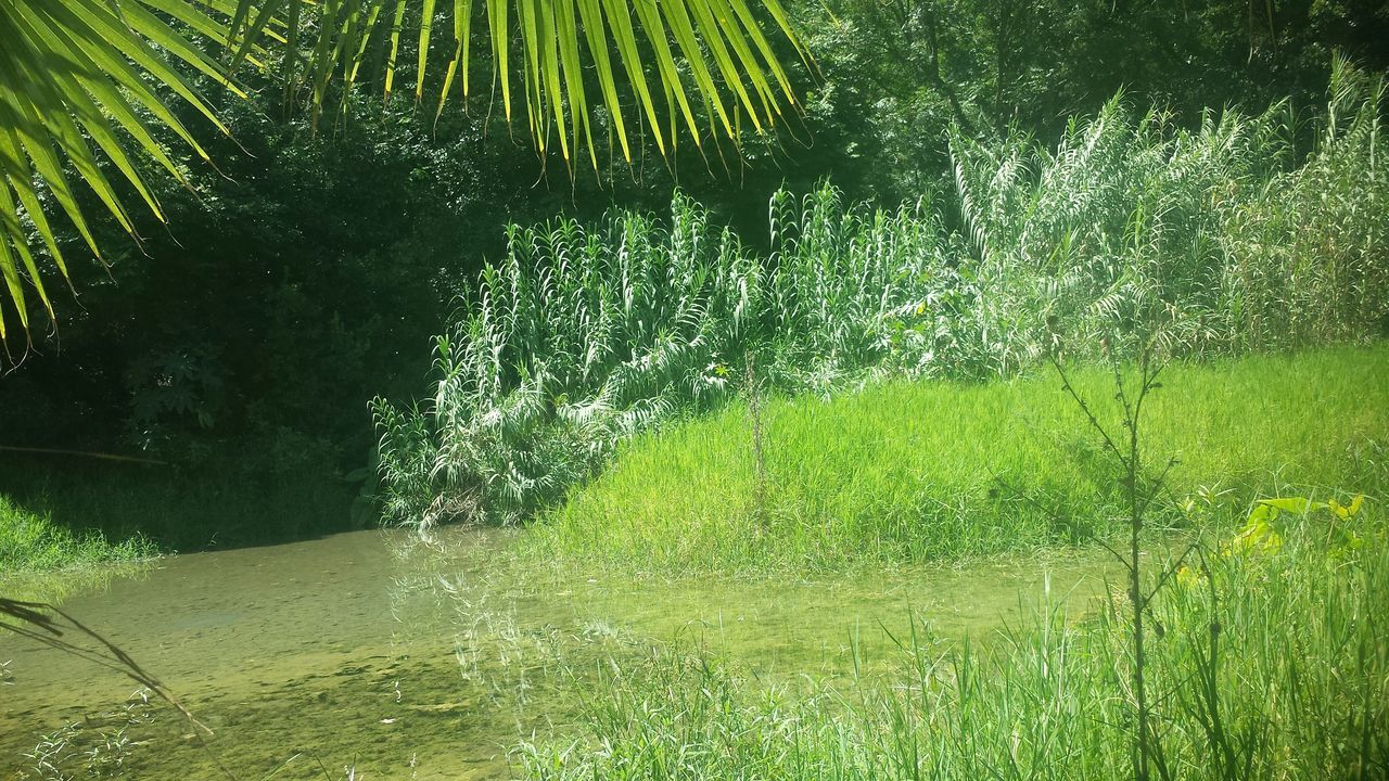 green color, growth, water, plant, nature, grass, drop, beauty in nature, wet, freshness, field, tranquility, spider web, fragility, outdoors, close-up, green, day, no people, rain