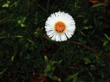 Close-up of dandelion on field