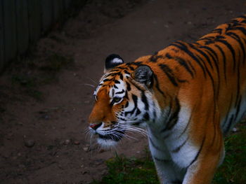 Close-up of tiger