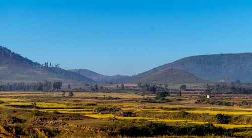 Scenic view of agricultural field against clear blue sky