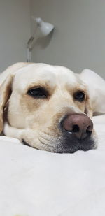 Close-up portrait of a dog