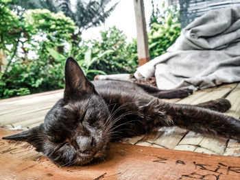 Close-up of a dog sleeping