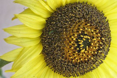 Close-up of sunflower