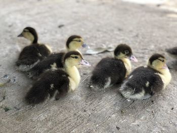 High angle view of ducks