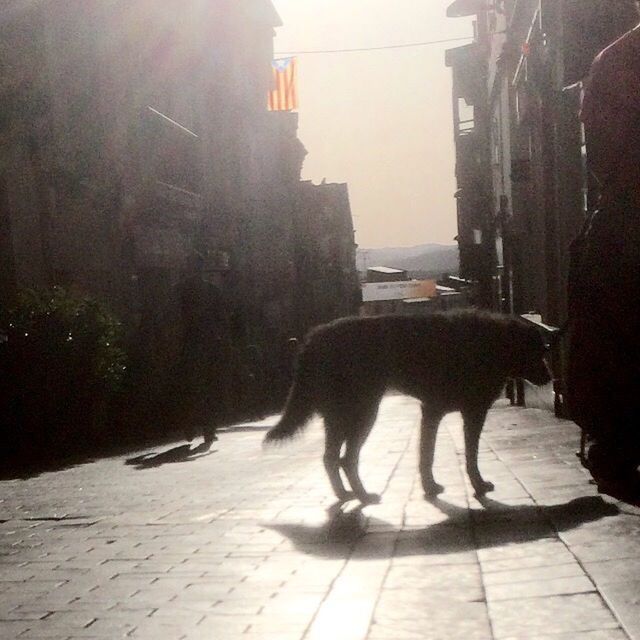 animal themes, domestic animals, mammal, one animal, pets, dog, street, walking, full length, road, sunlight, built structure, shadow, sidewalk, building exterior, the way forward, standing, rear view, architecture, footpath