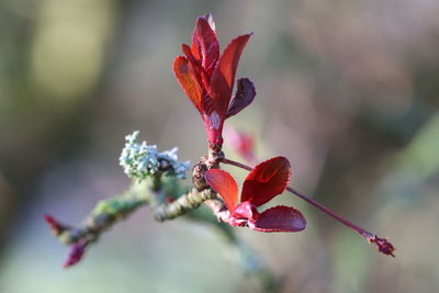 Close-up of red flowering plant