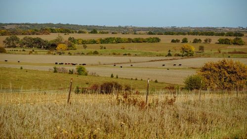 Scenic view of agricultural field against clear sky