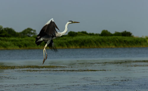 View of a bird flying over sea