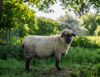 Sheep standing in a field