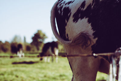 Close-up of cow grazing on field against sky