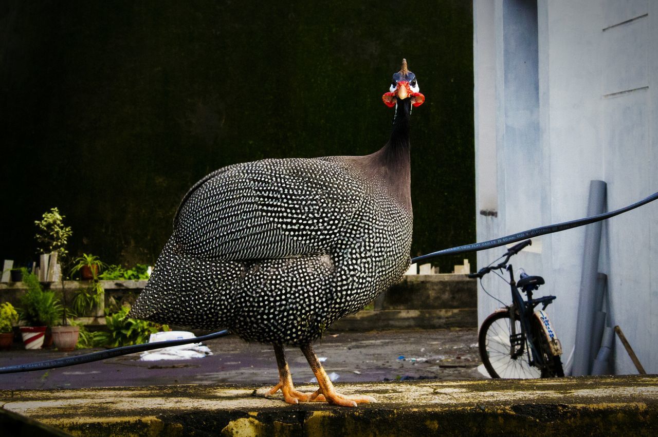 Birds for eating