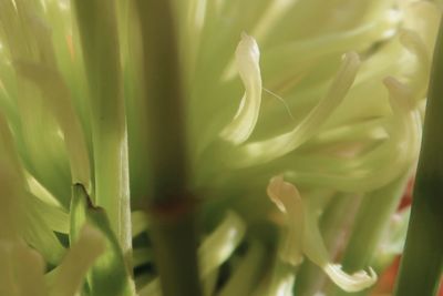 Full frame shot of green plant