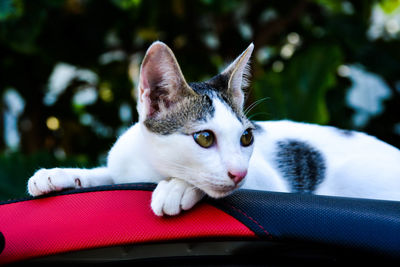 Portrait of cat sitting in car