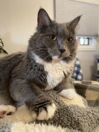 Close-up portrait of a cat looking away