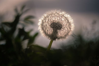 Close-up of dandelion against blurred background