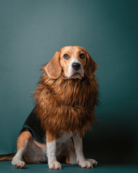 Portrait of dog standing against blue background