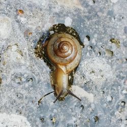 Close-up high angle view of snail