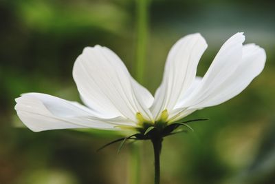 Close-up of white flowering plant