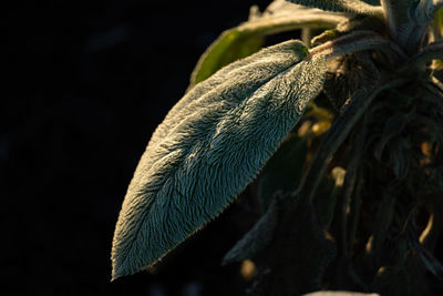 Close-up of leaf against blurred background