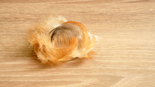 Brown color fluffy and fragile of chicken feather fall on wooden table