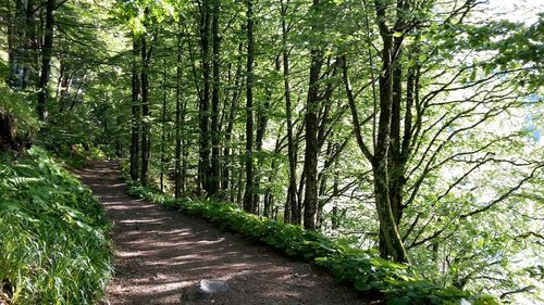 Trees in forest