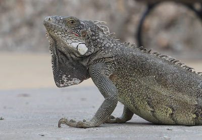 Close-up of a lizard on land