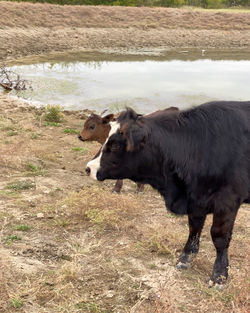 Side view of a simmental cow and calf standing side by side at a pond on a farm 