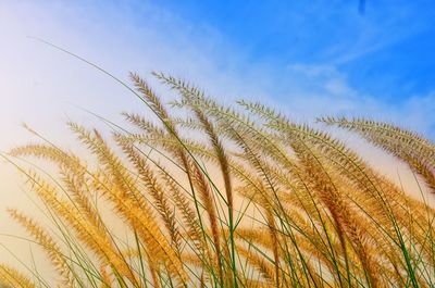 Low angle view of stalks against sky