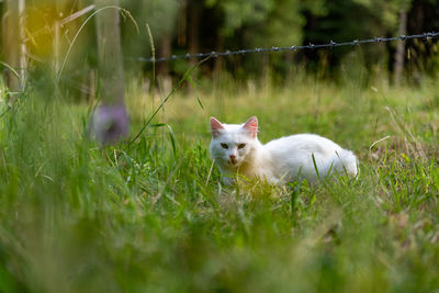 View of a cat lying on grass