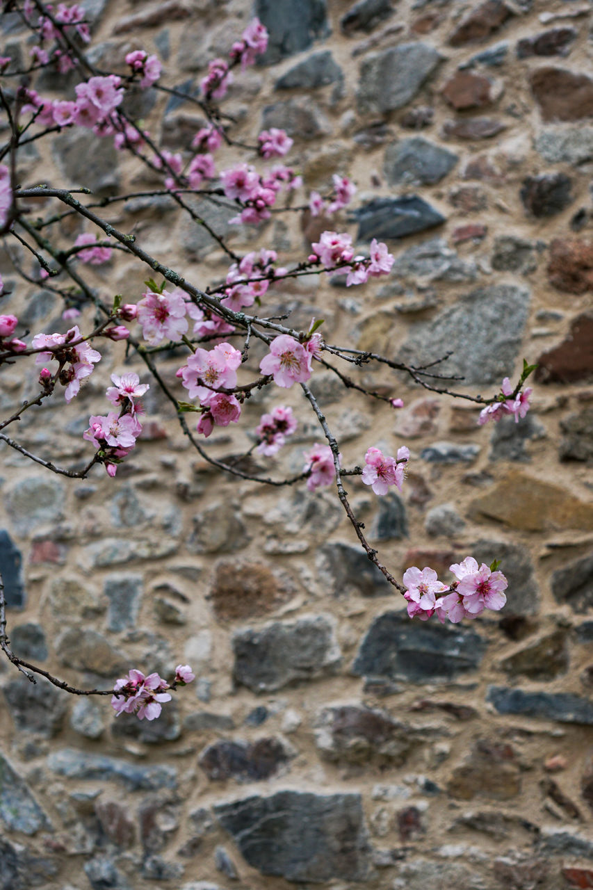 CLOSE-UP OF PINK CHERRY BLOSSOMS