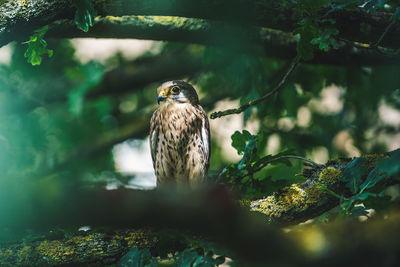 Close up of gyrfalcon perched in tree