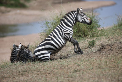 Zebra standing on field