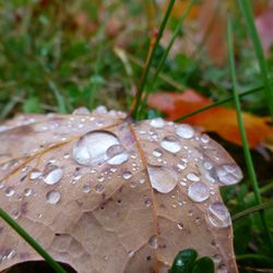 Close-up of raindrops on leaves