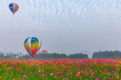 Multi colored hot air balloons flying over field against sky